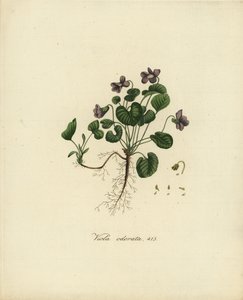 Słodki fiołek lub fiołek angielski, Viola odorata