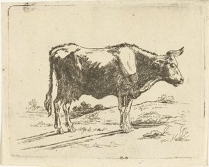 stojąca krowa