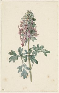 Kwitnący Corydalis bulbosa autorstwa Jan Jacob Goteling Vinnis