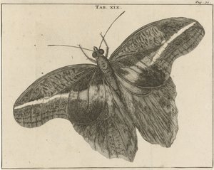 Surinamski olbrzymi motyl XIX autorstwa Jan Luyken