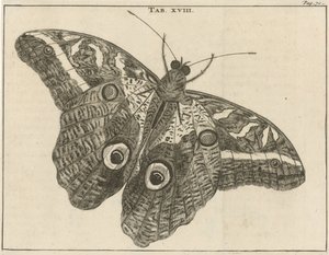 Surinamski olbrzymi motyl XVIII autorstwa Jan Luyken