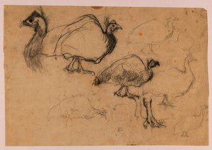 Szkic perliczki autorstwa Jan Mankes