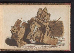 Części prac palowych dotknięte przez robaki okrętowe, 1731 Trzy kawałki drewna dębowego z Paalwerk aan de Zee-Dyken, narysowane po życiu, które zostało przebite przez Wurmenów (tytuł na obiekcie) autorstwa Jan Ruyter