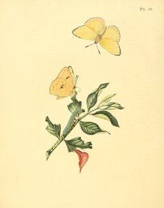 Phoebus senna (jako syn. Papilio hyperici) autorstwa Jan Sepp