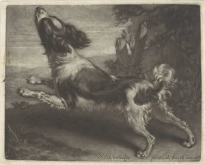 Biegnący pies, prawdopodobnie spaniel