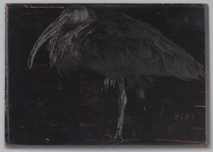 Ibis (oryginalny tytuł na obiekcie) autorstwa Jan Veth