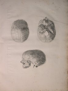 Albinusa II, Pl. III, Cranial bone, ilustracja z „Tables of human bones” Bernharda Siegfrieda Albinusa (1697-1770), wydana przez J.undH. Verbeek, bibliop. 1753, Lejda, 1753 autorstwa Jan Wandelaar
