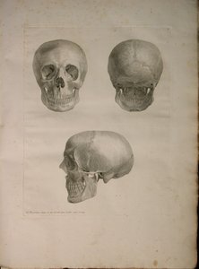 Albinus II, Pl. I, ilustracja z "Tabulae ossium humanorum", Bernhard Siegfried Albinus (1697-1770), 1729, opublikowana przez J.undH. Verbeek, bibliop. 1753, Leiden autorstwa Jan Wandelaar