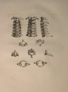 Albinusa II, Pl. X: Kręg szyjny, ilustracja z „Tables of human bones” Bernharda Siegfrieda Albinusa (1697-1770), opublikowanej przez J.undH. Verbeek, bibliop. 1753, Lejda, 1729-1753 autorstwa Jan Wandelaar