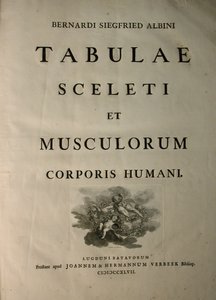 Albinus I, strona tytułowa, z książki „Mięśnie szkieletowe i mięśnie ludzkiego ciała” autorstwa Bernharda Siegfrieda Albinusa (1697-1770), opublikowanej przez J.undH. Verbeek, bibliop., Leiden, 1747