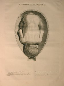 Albinus, Macica, Pl. III, ilustracja z „Tables of human bones” Bernharda Siegfrieda Albinusa (1697-1770), wydanej przez J.undH. Verbeek, bibliop., Leiden, 1748