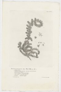 Anthospermum aethiopicum Samiec anthospermum. Ogród. Klif. 455 szt. 1 (tytuł na obiekcie) autorstwa Jan Wandelaar