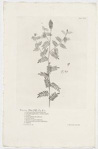 Dalea alopecuroides Dalea. Horta. Klif. 363. sp. 1 (tytuł na obiekcie) autorstwa Jan Wandelaar