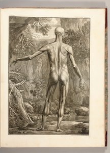 Rycina przedstawiająca grupy mięśni pleców, 1747