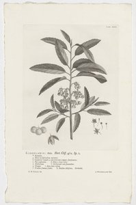 Kiggelaria africana Kiggelaria: mas. Horta. Klif. 462. sp. 1 (tytuł na obiekcie) autorstwa Jan Wandelaar