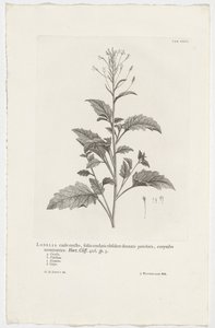 Lobelia cliffortiana Lobelia o wyprostowanej łodydze, sercowatych liściach z podłużnymi ząbkowanymi ogonkami, kończącymi się baldachogronami. Ogród. Klif. 426. sp. 3 (tytuł na obiekcie)