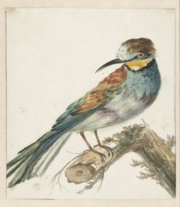 Vixenitter (apiaster Meropsa) autorstwa Jan Baptist Weenix