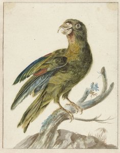 Papuga długoogonowa autorstwa Jan Baptist Weenix