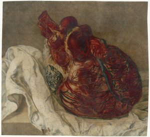 Odciski mózgu i serca Badanie anatomiczne ludzkiego serca autorstwa Jan l