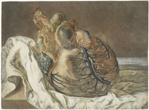 Odciski mózgu i serca Badanie anatomiczne ludzkiego serca autorstwa Jan l