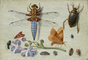 Chrząszcz, Chrząszcz, Woodlice i inne owady z gałązką Auricula, początek lat 50. XVII wieku