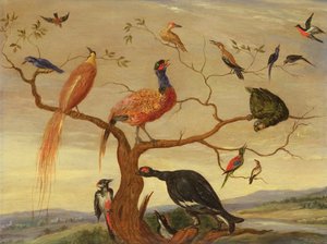 Koncert ptaków (olej na płycie miedzianej) autorstwa Jan van Kessel the Elder
