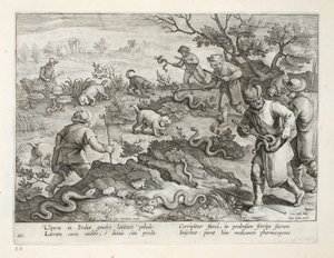 Włoskie żmije jedzące ropuchy, tablica 60, ilustracja z „Venationes, Ferarum, Avium, Piscium” (O polowaniach: dzikie zwierzęta, ptaki, ryby), sztych. Jan Collaert (1566-1628), wyd. przez Phillipusa Gallaeusa, autorstwa Jan van der Straet