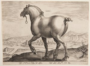 Koń saski, z pierwszego zestawu „Equile Joannis Austriaci” autorstwa Jan van der Straet, called Stradanus