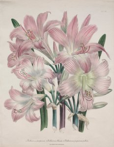 Belladonna Lily: Amarylis belladonna