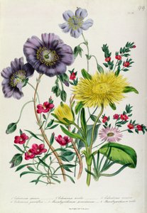 Calandrinia, tablica 18 z "The Ladies