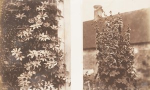 Clematis Cerulea, Malwy, 1853-56.