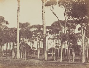 Gaj sosnowy, Villa Pamfili Doria, Rzym