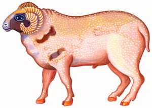 Baran Baran, 1996, (tusz i gwasz) autorstwa Jane Tattersfield