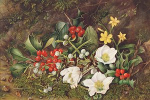 Holly and Christmas Roses (wc na papierze) autorstwa Jane Taylor