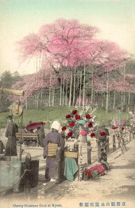 Kwiaty Wiśni, Gion, Kioto, Japonia autorstwa Japanese Photographer