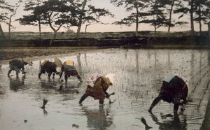 Pięciu chłopów ponownie sadzi ryż na polu ryżowym, lata 90. XIX wieku. autorstwa Japanese Photographer