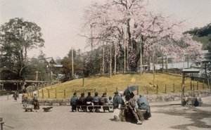 Słynne drzewo wiśniowe w Maruyama, Kioto 1890. autorstwa Japanese Photographer