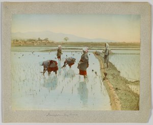 Przesadzanie ryżu, Japonia (ręcznie kolorowane czarno-białe zdjęcie) autorstwa Japanese Photographer