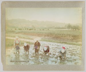 Przesadzanie kiełków ryżu, Japonia (ręcznie kolorowane czarno-białe zdjęcie) autorstwa Japanese Photographer