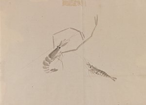 Rysunek dwóch raków (tusz na papierze) autorstwa Japanese School