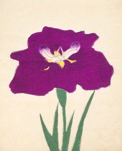 Hizume. -Hej. 29, 1898 r autorstwa Japanese School