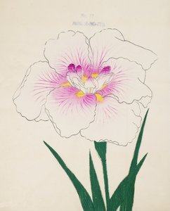 Panno Gino. -Wątek, z. 17, 1898 r autorstwa Japanese School