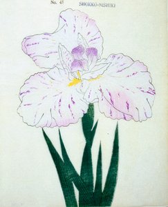 Shokko Nishiki, z. 48, 1898 r