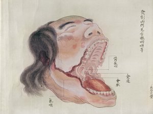 Anatomia ust, z sekcji ofiary tortur z 1796, z makimono lekarza z Midori, 1842 (pióro i atrament i toaleta na papierze) autorstwa Japanese School