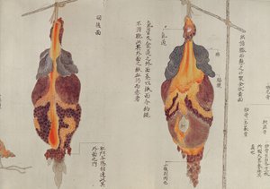 Płuca z sekcji ofiary tortur z 1796 r., z makimono lekarza z Midori, 1842 r. (pióro i atrament i toaleta na papierze) autorstwa Japanese School