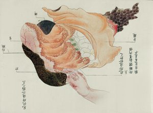Żołądek i jelita z sekcji ofiary tortur z 1796 r., z makimono lekarza z Midori, 1842 r. (pióro i atrament i toaleta na papierze) autorstwa Japanese School