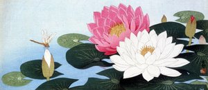 Lilie wodne i ważka - nadruk japoński autorstwa Japanese School