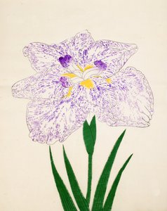 Yamato Nishiki. 31, 1890 r autorstwa Japanese School