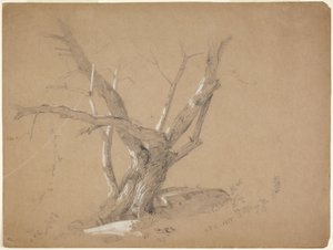 Studium drzewa autorstwa Jasper Francis Cropsey