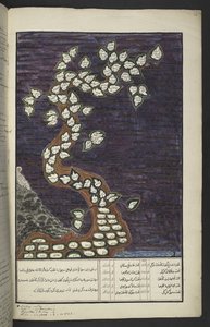 Lub. 15932, ks. 72r, Wykres genealogiczny w formie drzewa władców Jawy, od Adama do Pakuwany IV (z Surakarty) i Matarama IV (Hamengkubuwana IV z Yogykarty), w rękopisie jawajski, Papakem Pawukon